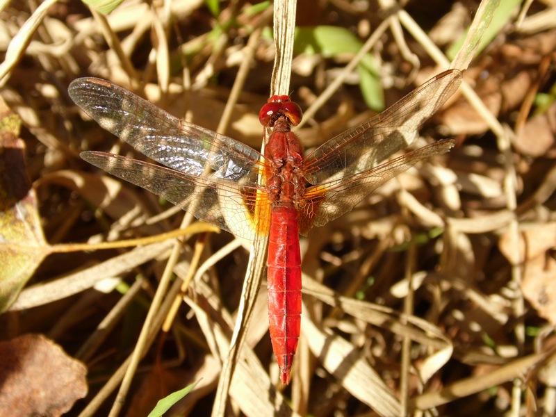 Parliamo di: Scheda Crocothemis erythraea